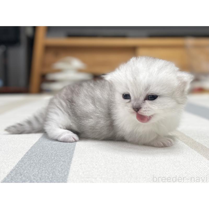 販売中の愛知県のミヌエット(短足)-138519の6枚目