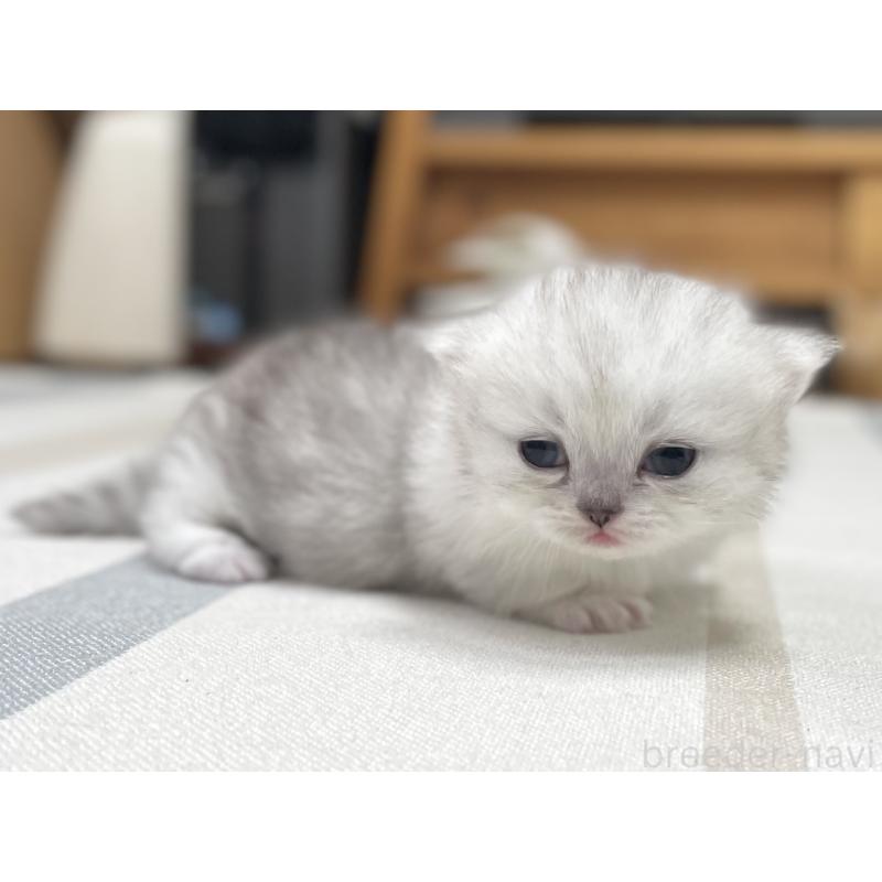 販売中の愛知県のミヌエット(短足)-138519の5枚目