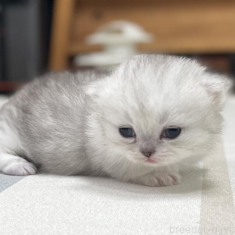 販売中の愛知県のミヌエット(短足)-138519の4枚目