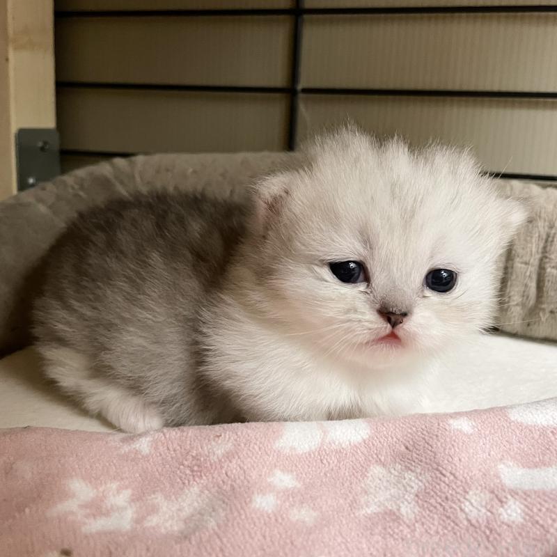 販売中の愛知県のミヌエット(短足)-138519の3枚目