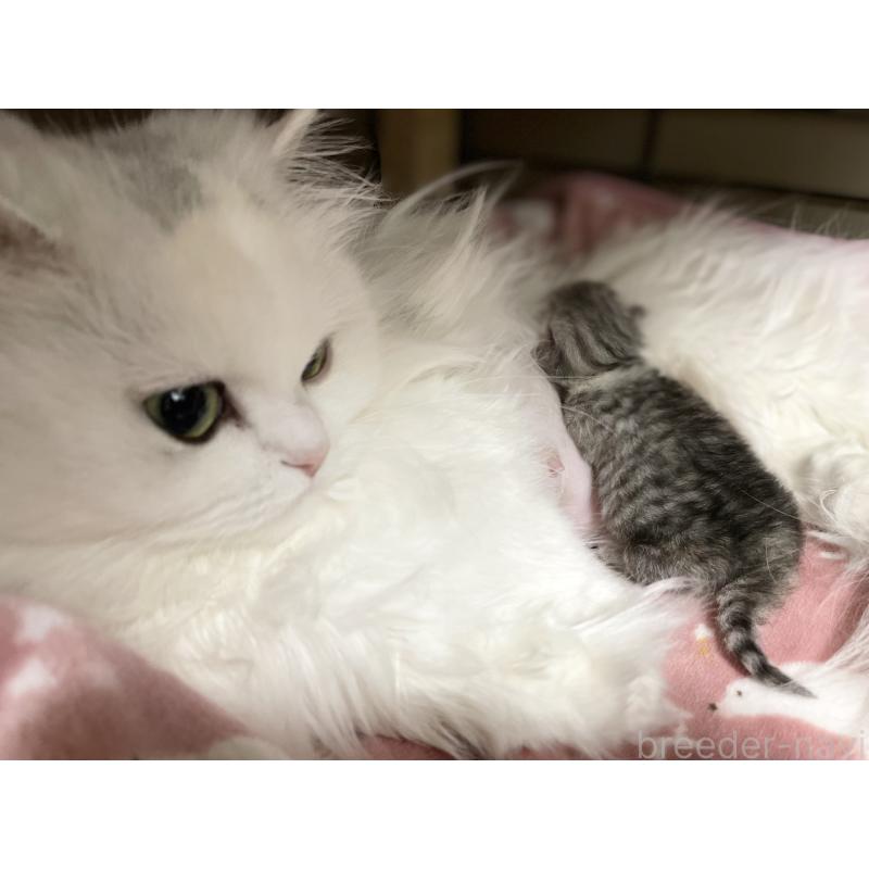 販売中の愛知県のミヌエット(短足)-138519の2枚目