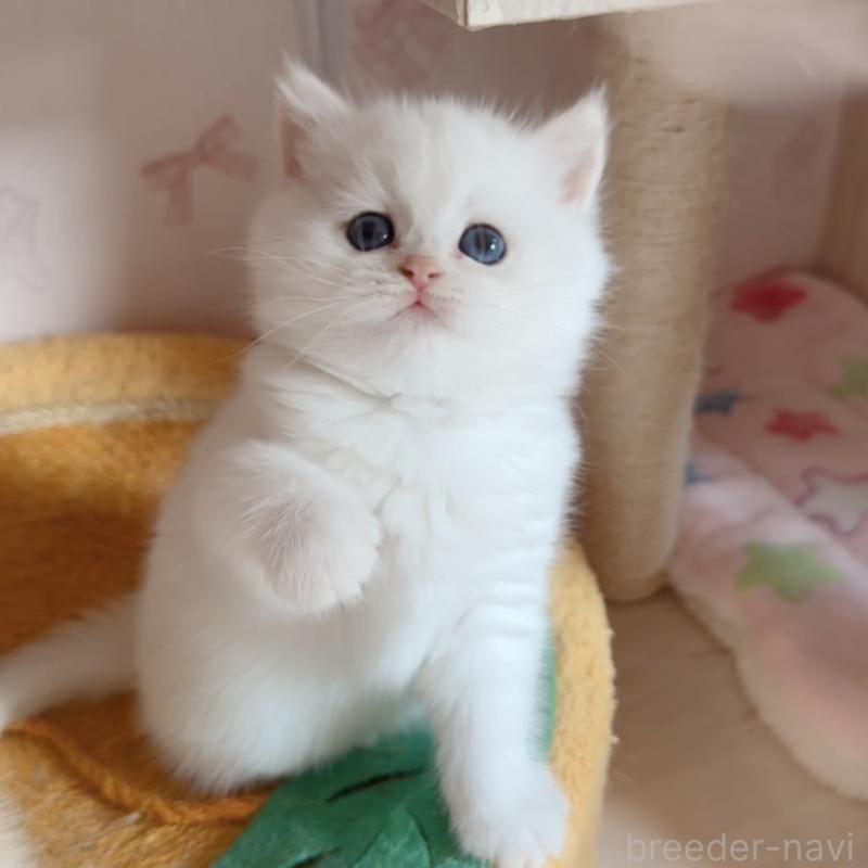 販売中の兵庫県のブリティッシュショートヘア-138427