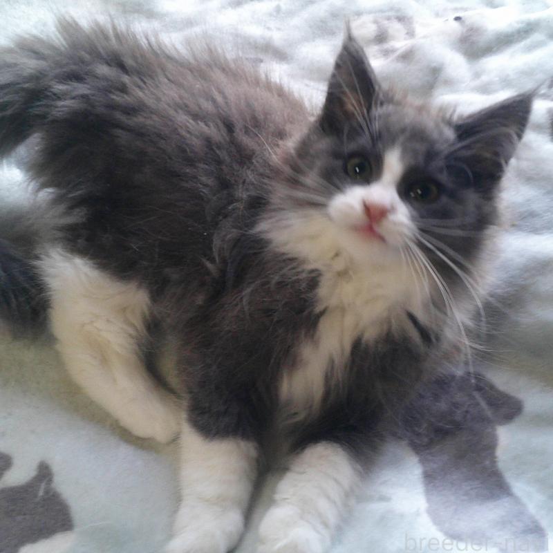 販売中の愛知県のノルウェージャンフォレストキャット-134159