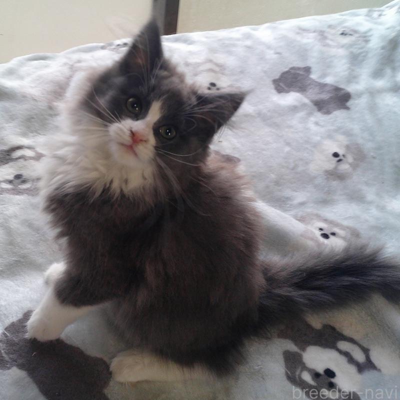 販売中の愛知県のノルウェージャンフォレストキャット-134159の5枚目