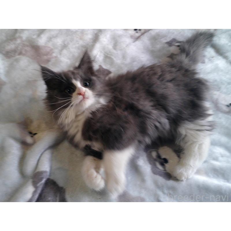 販売中の愛知県のノルウェージャンフォレストキャット-134159の2枚目