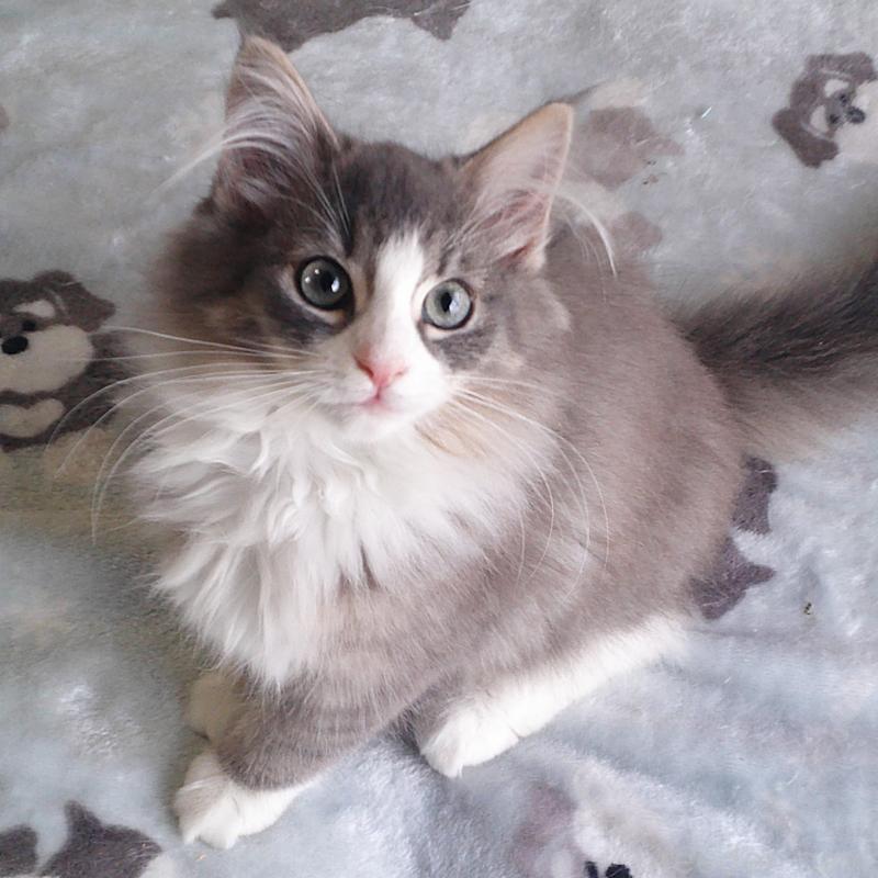 販売中の愛知県のノルウェージャンフォレストキャット-134167