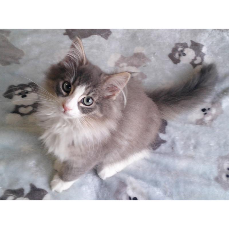 販売中の愛知県のノルウェージャンフォレストキャット-134167の5枚目