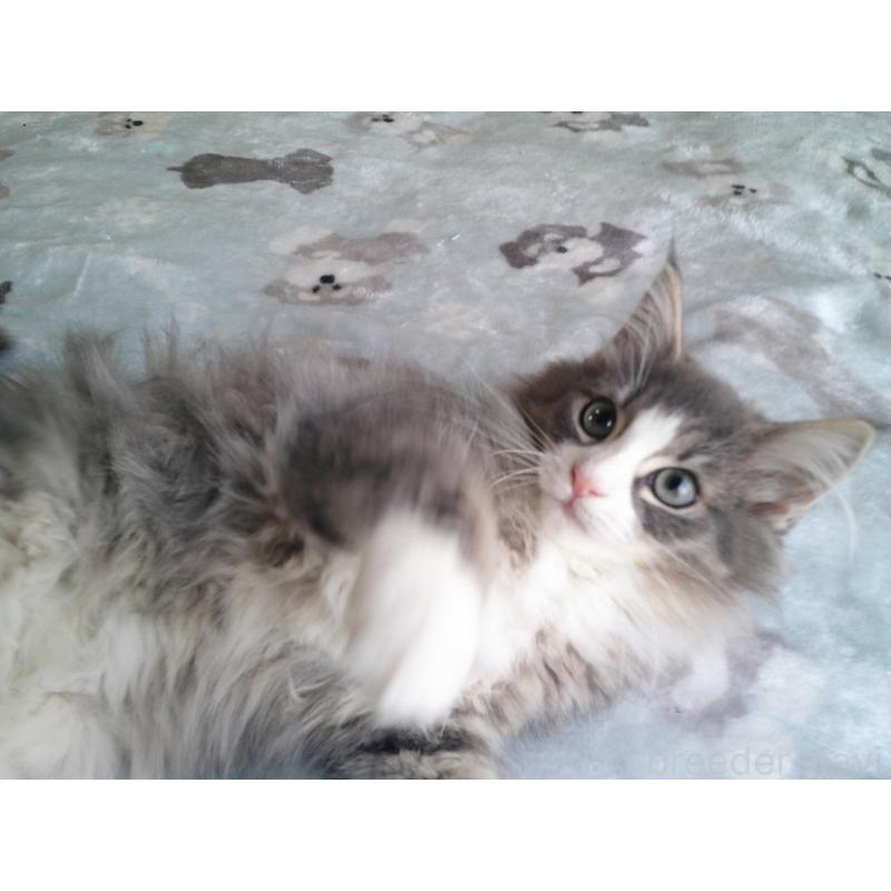 販売中の愛知県のノルウェージャンフォレストキャット-134167の4枚目