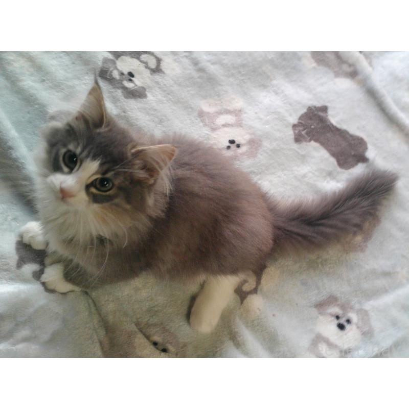 販売中の愛知県のノルウェージャンフォレストキャット-134167の3枚目