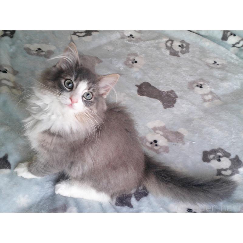 販売中の愛知県のノルウェージャンフォレストキャット-134167の2枚目