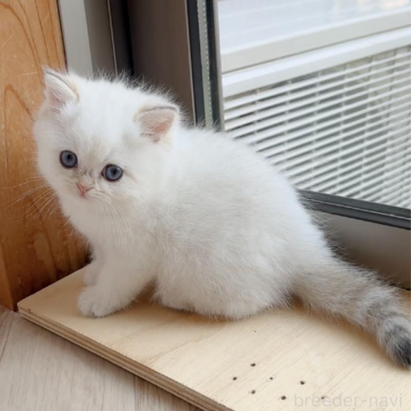 販売中の兵庫県のブリティッシュショートヘア-138521の7枚目