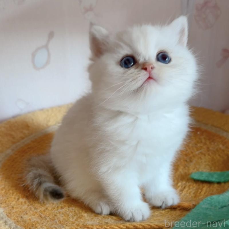 販売中の兵庫県のブリティッシュショートヘア-138521の6枚目