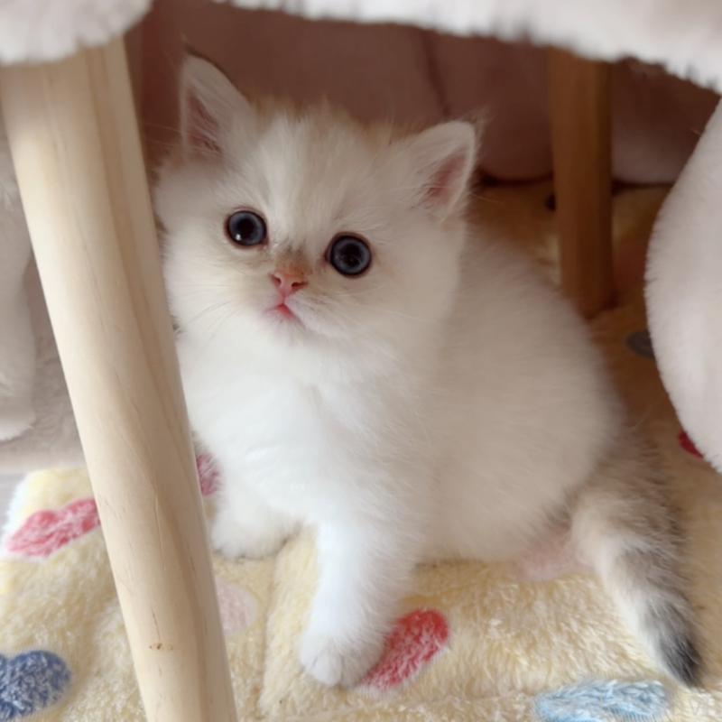 販売中の兵庫県のブリティッシュショートヘア-138521の4枚目