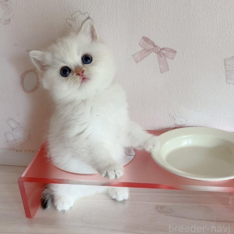 販売中の兵庫県のブリティッシュショートヘア-138521の3枚目