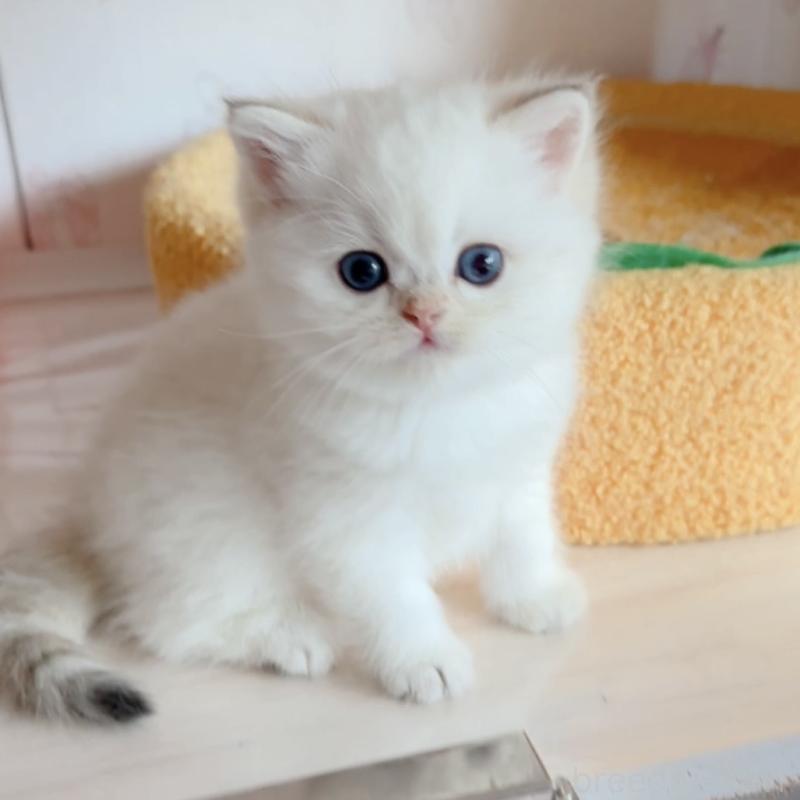 販売中の兵庫県のブリティッシュショートヘア-138521の2枚目