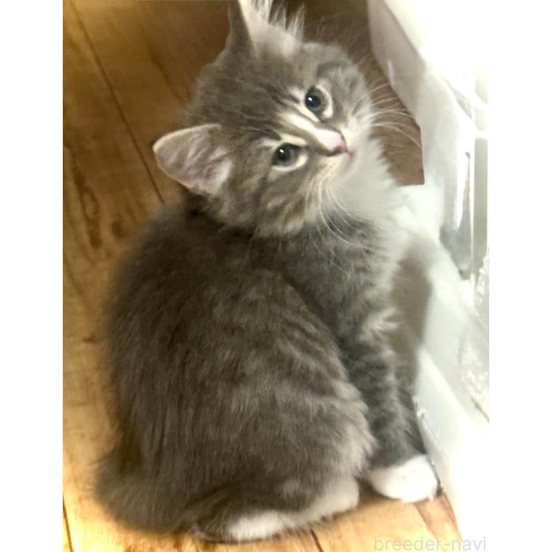 販売中の東京都のノルウェージャンフォレストキャット-137403の5枚目
