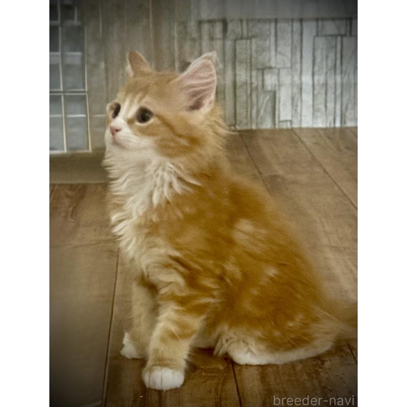 販売中の東京都のノルウェージャンフォレストキャット-136582の3枚目