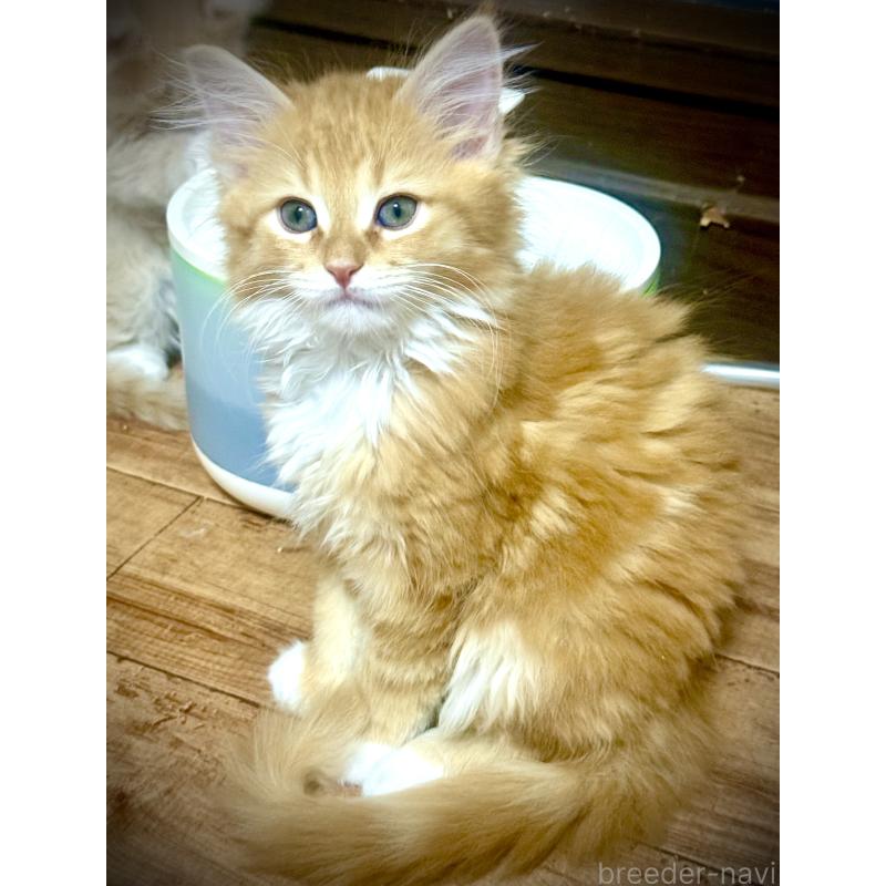 販売中の東京都のノルウェージャンフォレストキャット-136581の2枚目