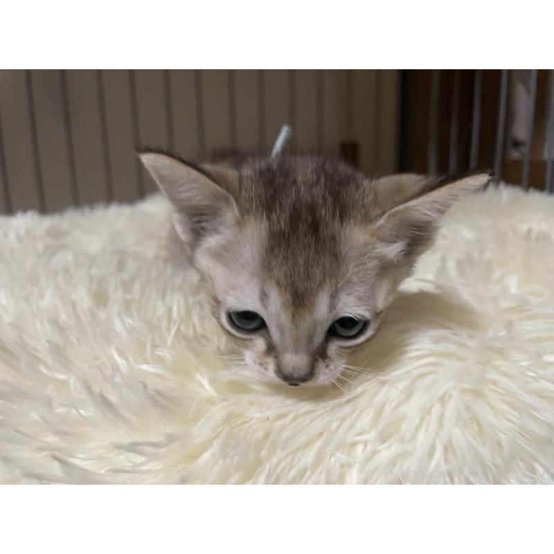 成約済の広島県のシンガプーラ-137067の3枚目