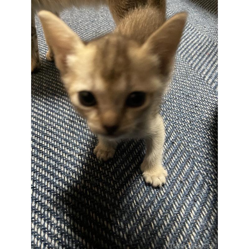 成約済の広島県のシンガプーラ-137067の2枚目