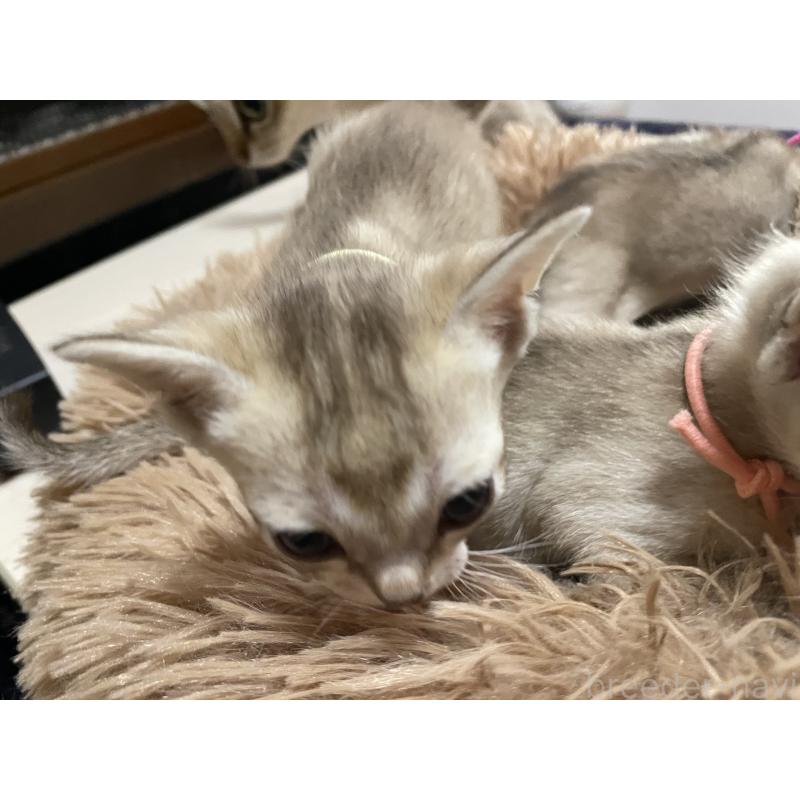 販売中の広島県のシンガプーラ-138522の4枚目