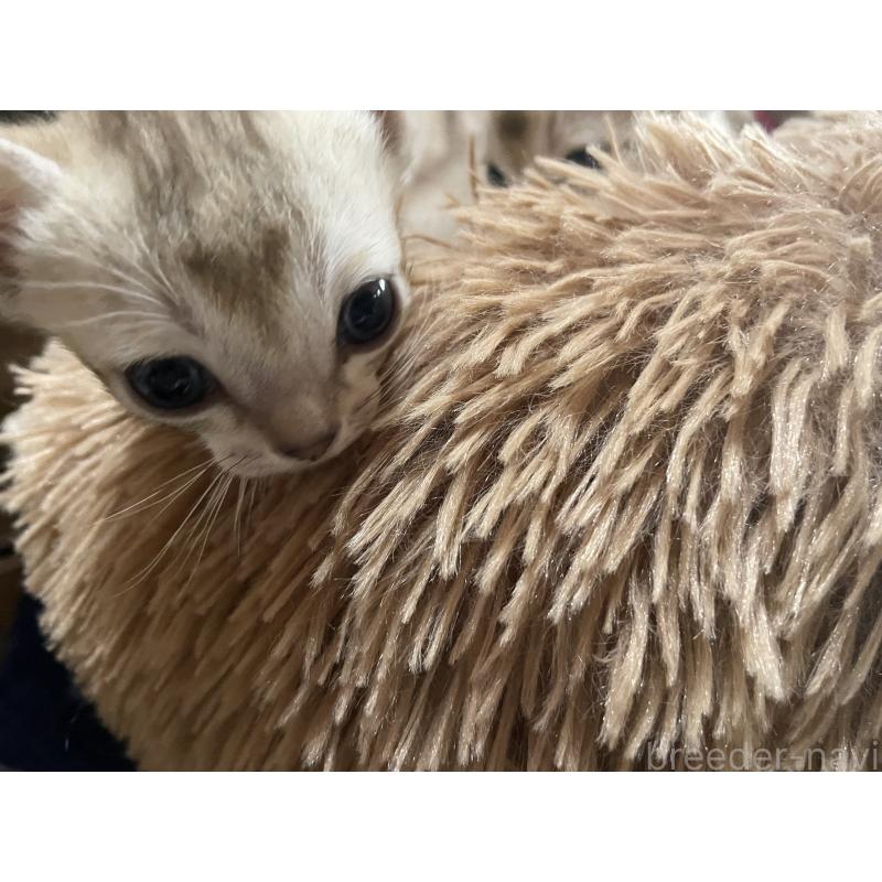 販売中の広島県のシンガプーラ-138522の3枚目