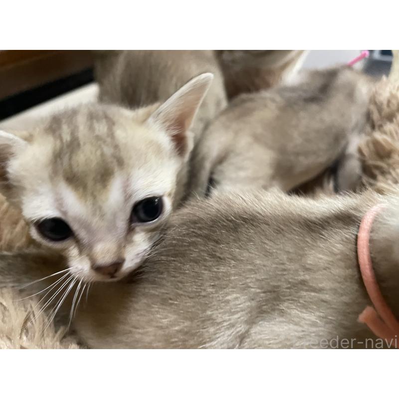 販売中の広島県のシンガプーラ-138522の2枚目