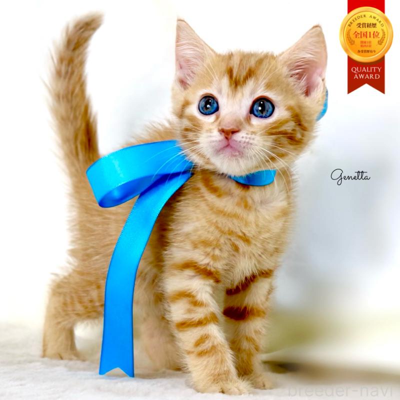 販売中の栃木県のジェネッタ-137459