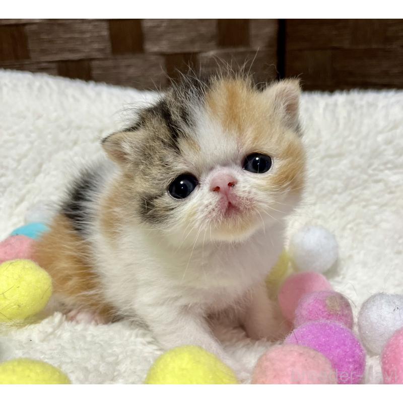 販売中の愛知県のエキゾチックショートヘア-138428の5枚目