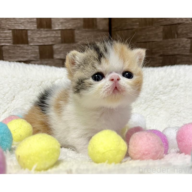 販売中の愛知県のエキゾチックショートヘア-138428の4枚目