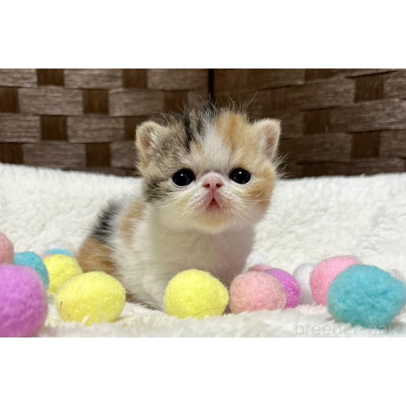 販売中の愛知県のエキゾチックショートヘア-138428の3枚目