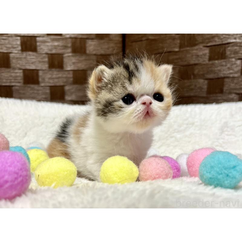 販売中の愛知県のエキゾチックショートヘア-138428の2枚目