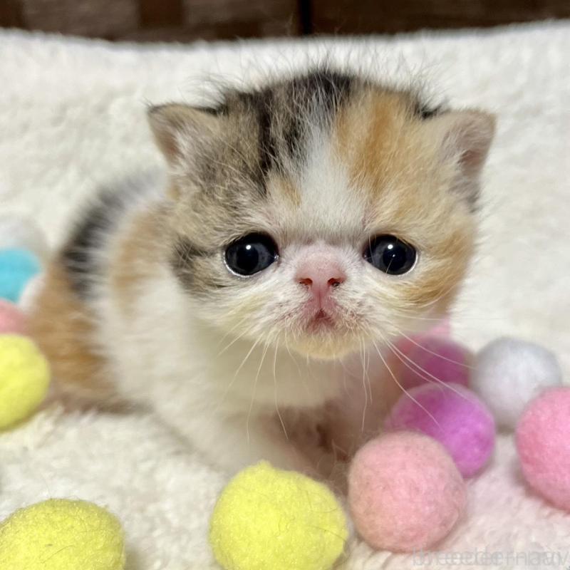 販売中の愛知県のエキゾチックショートヘア-138428の1枚目