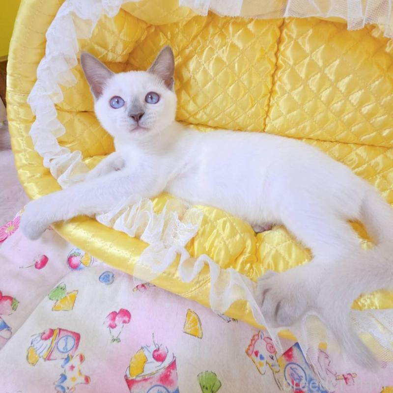 販売中の埼玉県のトンキニーズ-138429の6枚目