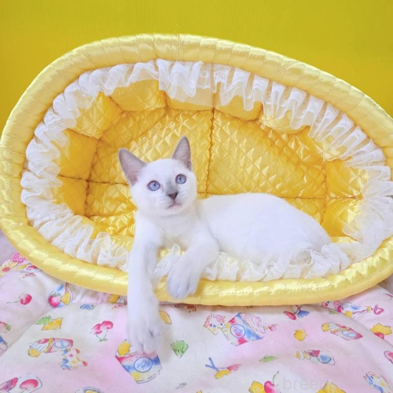 販売中の埼玉県のトンキニーズ-138429の5枚目