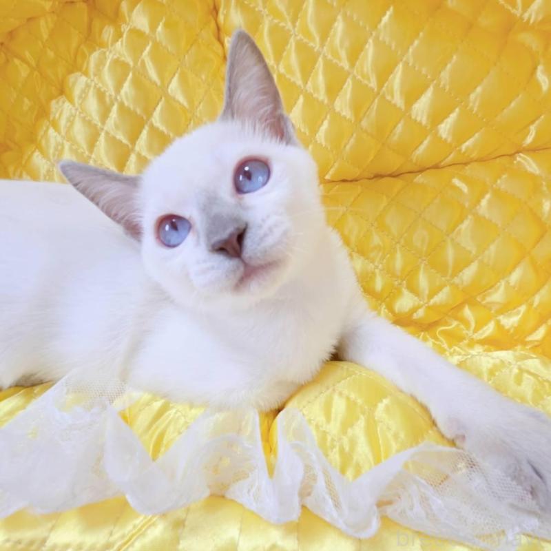 販売中の埼玉県のトンキニーズ-138429の4枚目