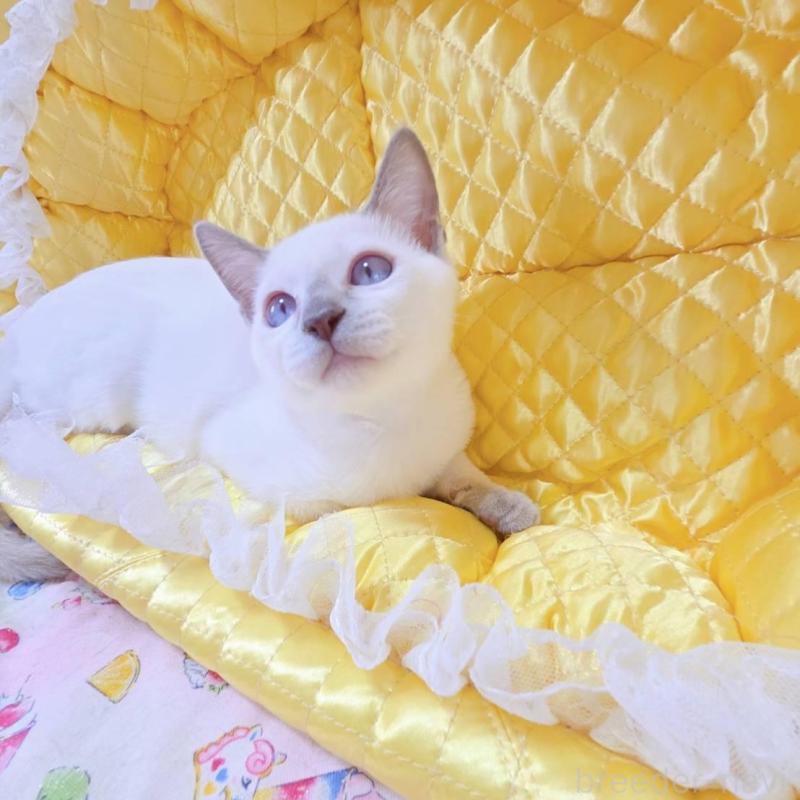 販売中の埼玉県のトンキニーズ-138429の3枚目