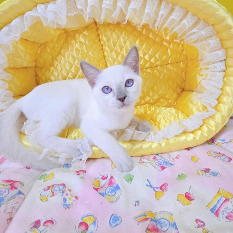 販売中の埼玉県のトンキニーズ-138429の2枚目