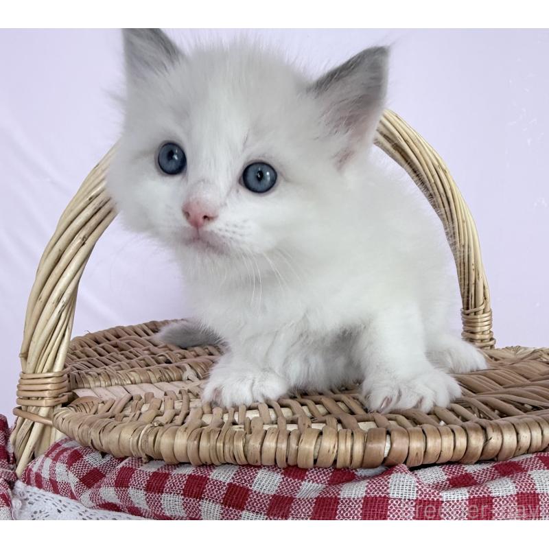 販売中の千葉県のラグドール-138523の7枚目