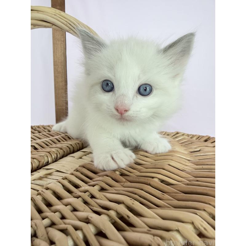 販売中の千葉県のラグドール-138523の6枚目