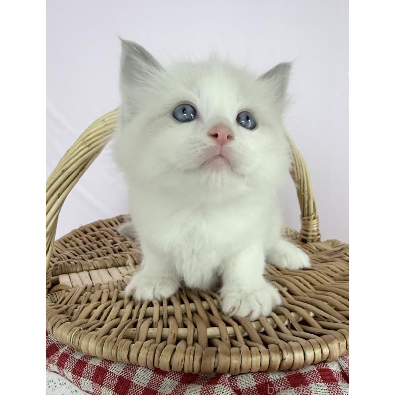 販売中の千葉県のラグドール-138523の4枚目