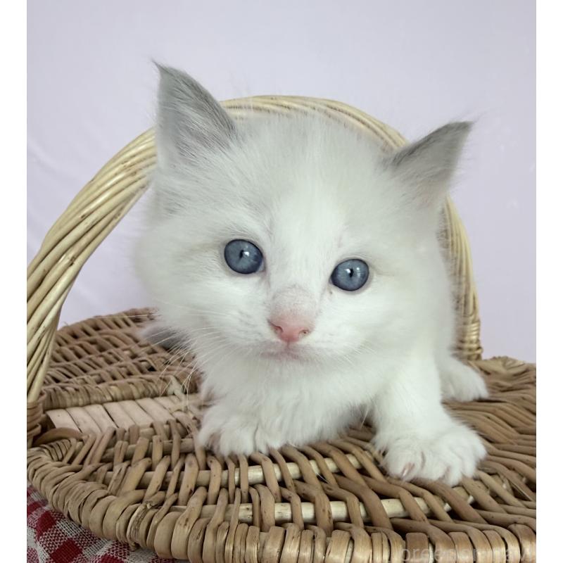 販売中の千葉県のラグドール-138523の3枚目