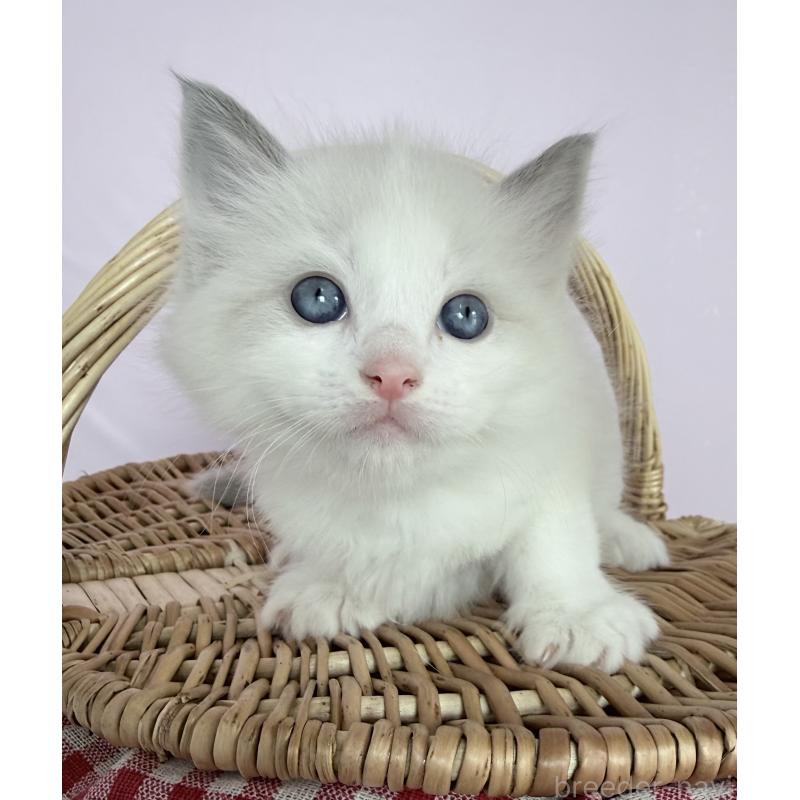 販売中の千葉県のラグドール-138523の2枚目