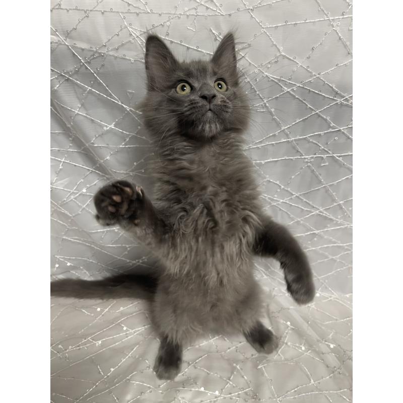 販売中の東京都のメインクーン-138543の5枚目