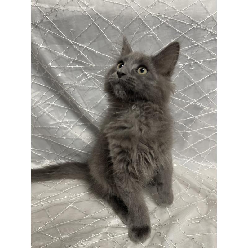 販売中の東京都のメインクーン-138543の4枚目