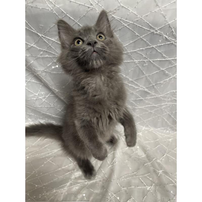 販売中の東京都のメインクーン-138543の3枚目