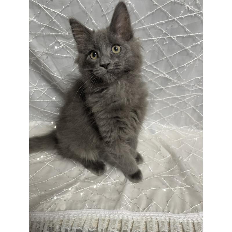 販売中の東京都のメインクーン-138543の2枚目