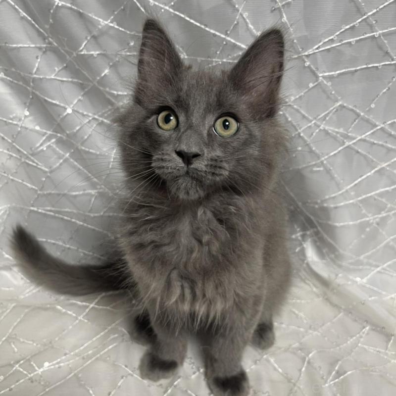 販売中の東京都のメインクーン-138543の1枚目