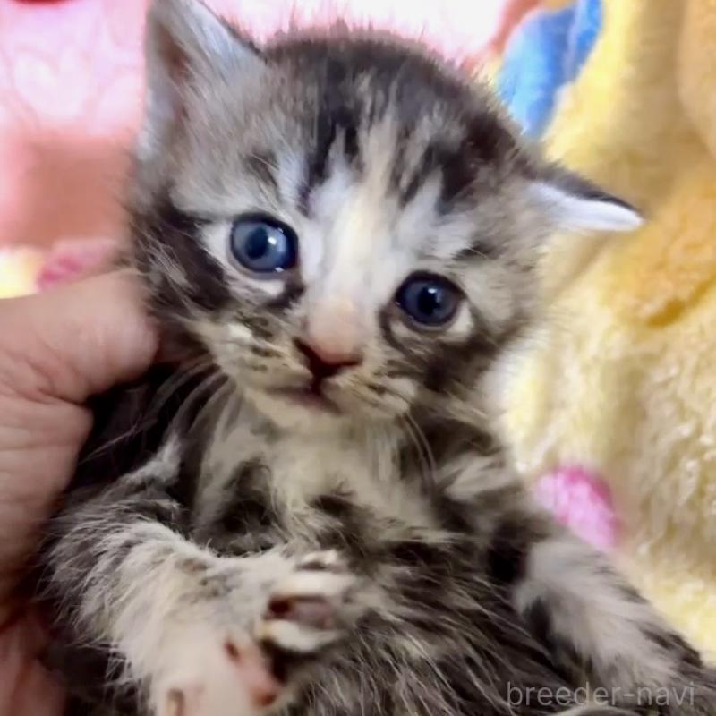 販売中の大阪府のスコティッシュストレート-138544