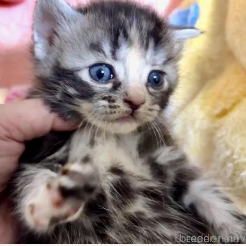 販売中の大阪府のスコティッシュストレート-138544の5枚目